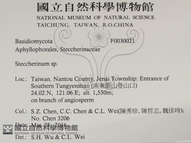 齒耳菌屬藏品圖，第2張