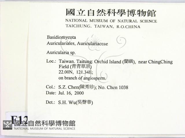 木耳屬藏品圖，第2張