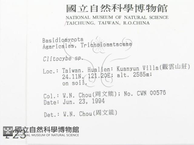 杯傘屬藏品圖，第2張