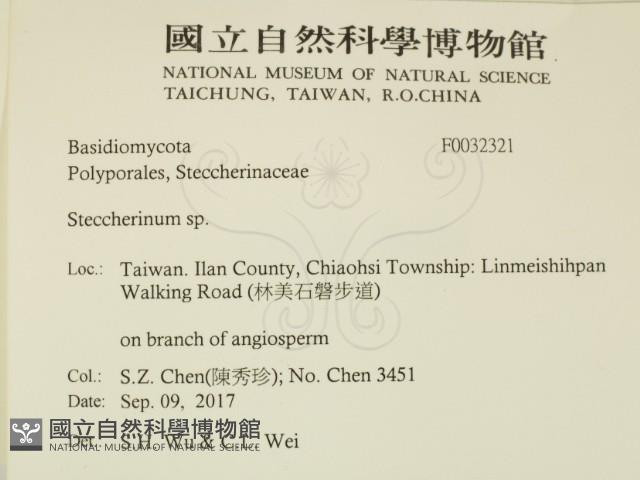 齒耳菌屬藏品圖，第2張