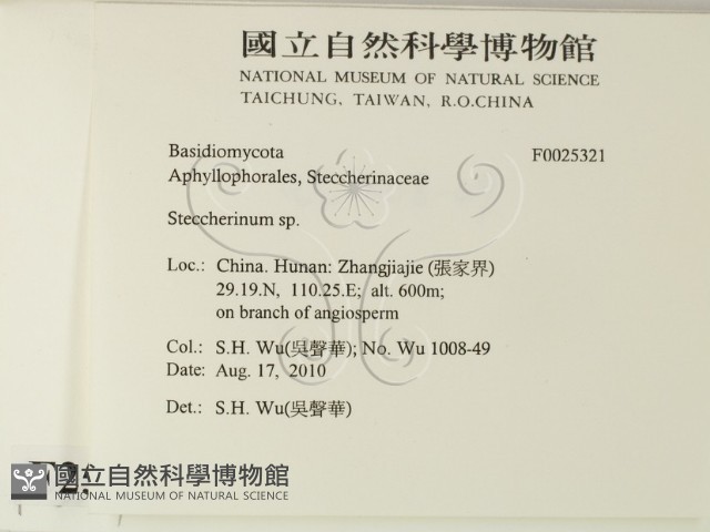 齒耳菌屬藏品圖，第2張
