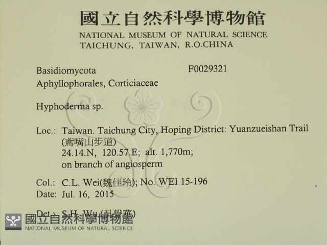 絲皮菌屬藏品圖，第2張