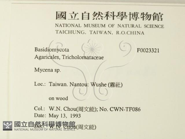 小菇屬藏品圖，第2張