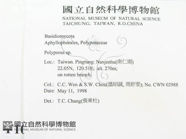 多孔菌屬藏品圖，第2張