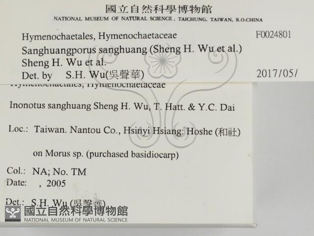 桑黃藏品圖，第2張