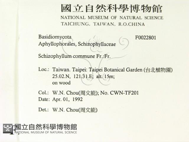 裂褶菌藏品圖，第2張