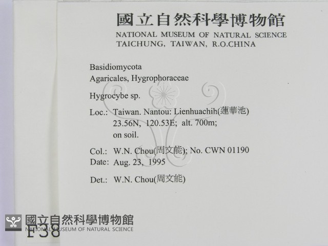 濕傘屬藏品圖，第2張