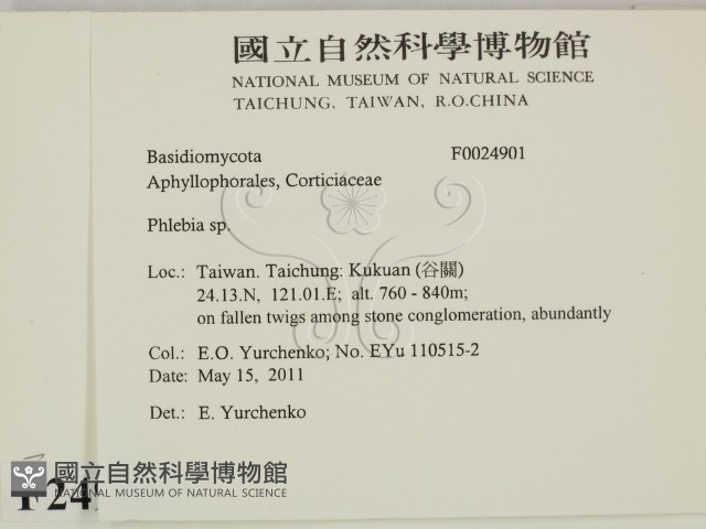射脈菌屬藏品圖，第2張