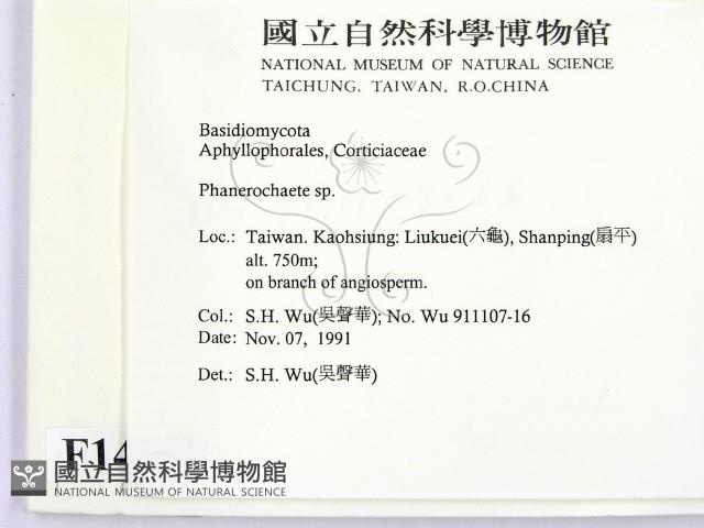 顯絲菌屬藏品圖，第2張