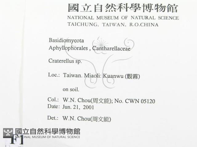 喇叭菌屬藏品圖，第2張