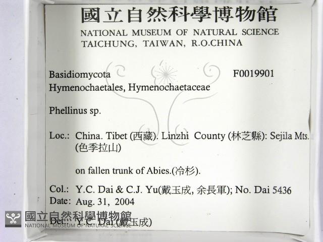 木層孔菌屬藏品圖，第2張