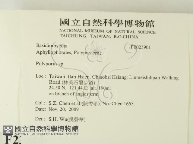 多孔菌屬藏品圖，第2張