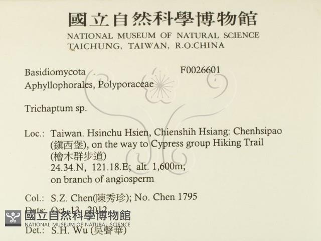 附毛菌屬藏品圖，第2張