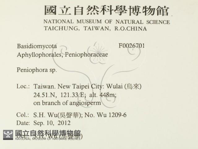 筍殼菌屬藏品圖，第2張