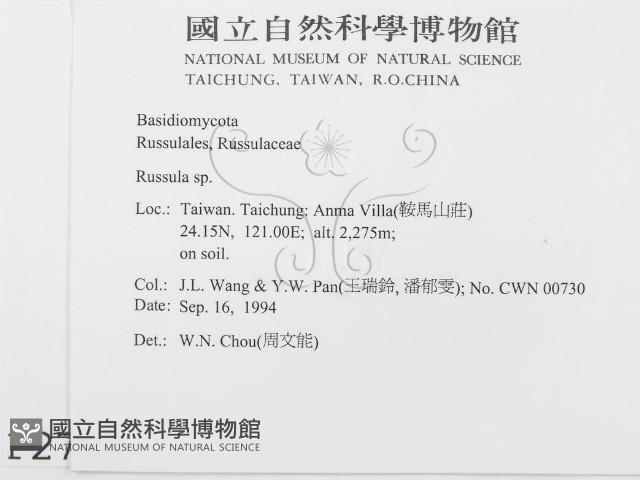 紅菇屬藏品圖，第2張