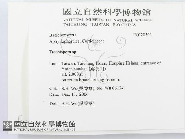 齒耳菌屬藏品圖，第2張