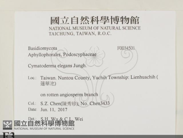 優雅波邊革菌藏品圖，第2張