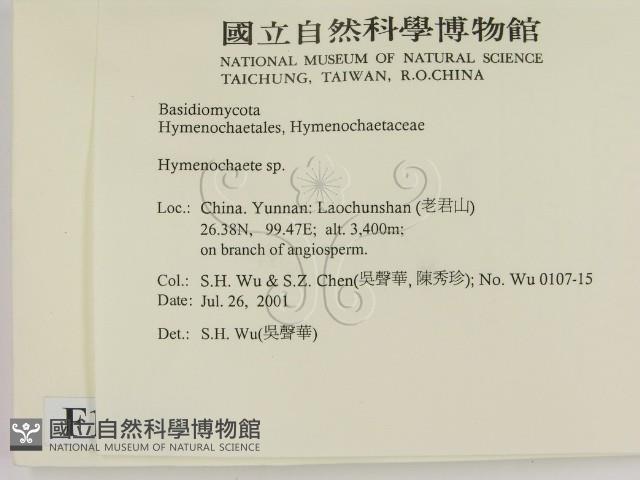 刺革菌屬藏品圖，第2張