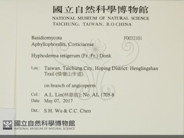 剛毛絲皮菌藏品圖，第2張