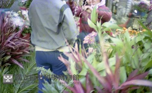 1950至2006年臺灣常民生活藏品圖，第1張