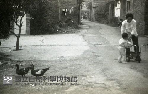 1950至2006年臺灣常民生活藏品圖，第1張