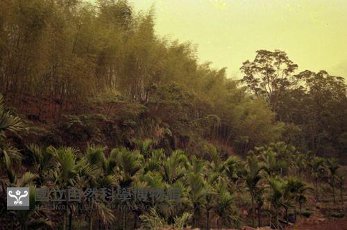 1950至2006年臺灣常民生活藏品圖，第1張