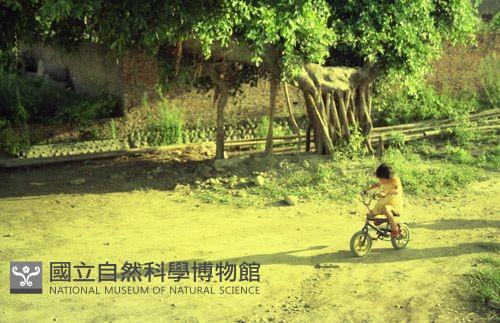 1950至2006年臺灣常民生活藏品圖，第1張
