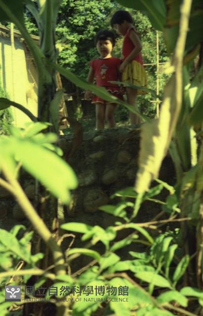 1950至2006年臺灣常民生活藏品圖，第1張