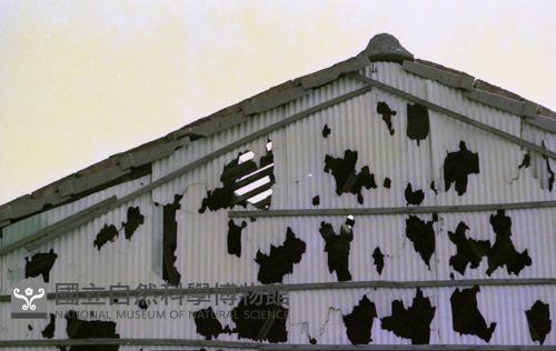 1950至2006年臺灣常民生活藏品圖，第1張