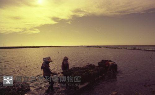 1950至2006年臺灣常民生活藏品圖，第1張