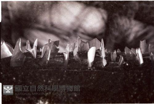 1950至2006年臺灣常民生活藏品圖，第1張