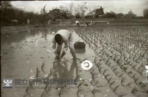 1950至2006年臺灣常民生活藏品圖，第1張
