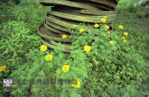 1950至2006年臺灣常民生活藏品圖，第1張
