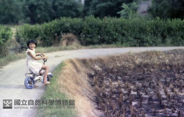 1950至2006年臺灣常民生活藏品圖，第1張