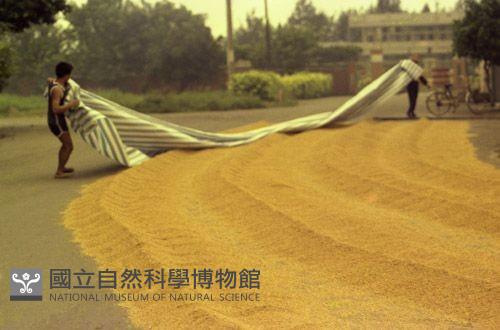 1950至2006年臺灣常民生活藏品圖，第1張