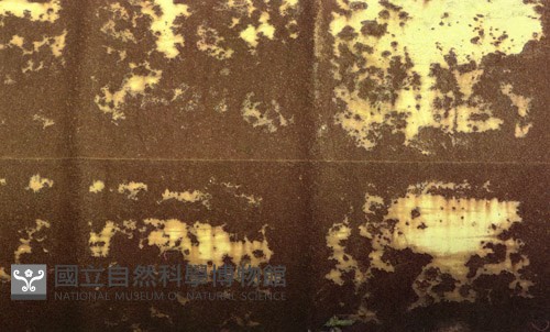 1950至2006年臺灣常民生活藏品圖，第1張