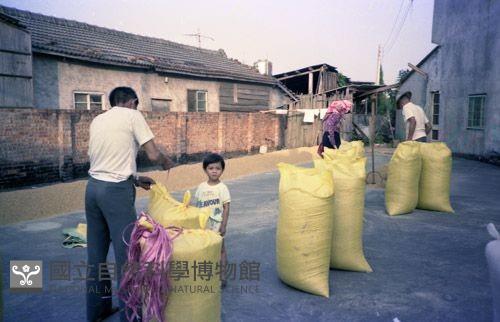 1950至2006年臺灣常民生活藏品圖，第1張