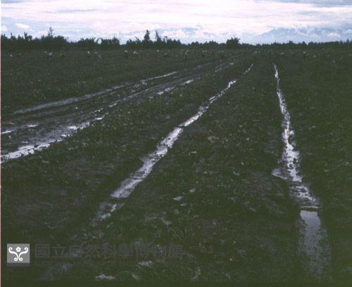 1950至2006年臺灣常民生活藏品圖，第1張