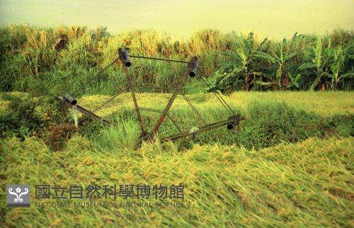 1950至2006年臺灣常民生活藏品圖，第1張