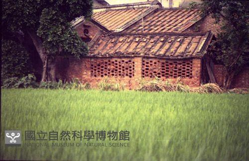 1950至2006年臺灣常民生活藏品圖，第1張