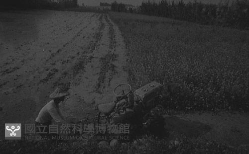 1950至2006年臺灣常民生活藏品圖，第1張