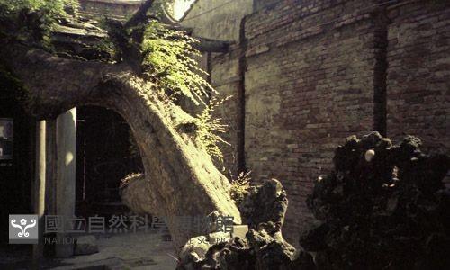 1950至2006年臺灣常民生活藏品圖，第1張