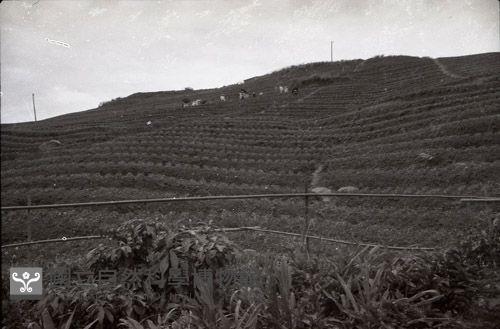 1950至2006年臺灣常民生活藏品圖，第1張