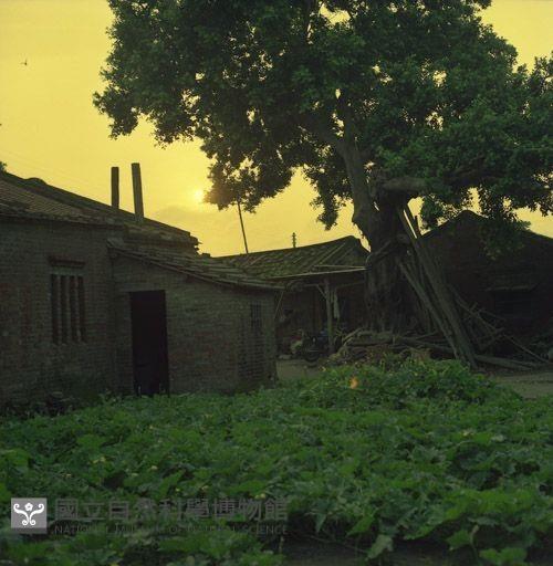 1950至2006年臺灣常民生活藏品圖，第1張