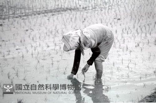 1950至2006年臺灣常民生活藏品圖，第1張