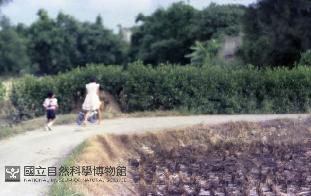 1950至2006年臺灣常民生活藏品圖，第1張
