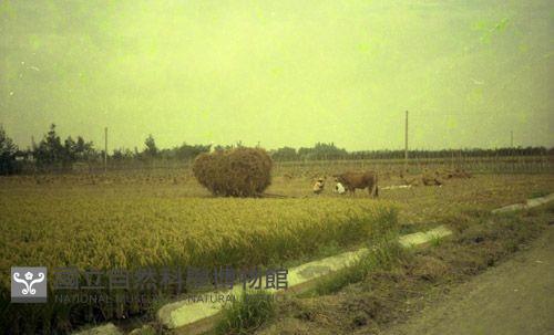 1950至2006年臺灣常民生活藏品圖，第1張