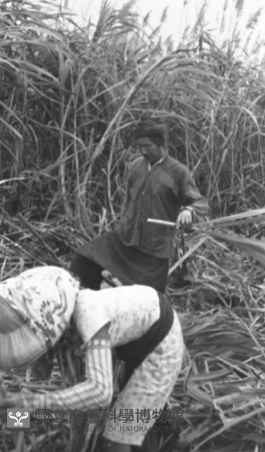 1950至2006年臺灣常民生活藏品圖，第1張
