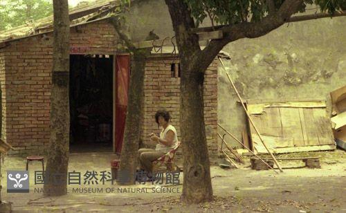 1950至2006年臺灣常民生活藏品圖，第1張