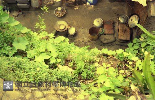 1950至2006年臺灣常民生活藏品圖，第1張